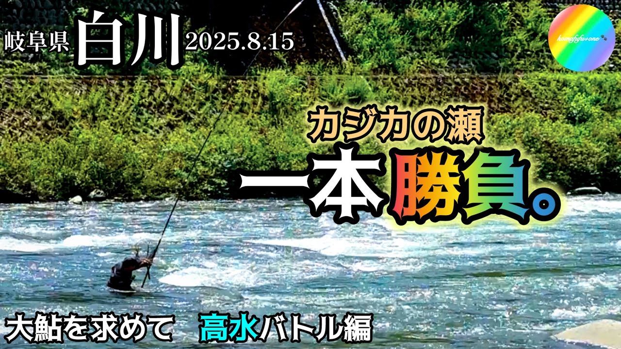 【鮎釣り2025】白川（岐阜県）｜8月15日（金）【友釣り】