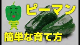 【家庭菜園】ピーマンの育て方！プランター植木鉢で初心者でも簡単栽培