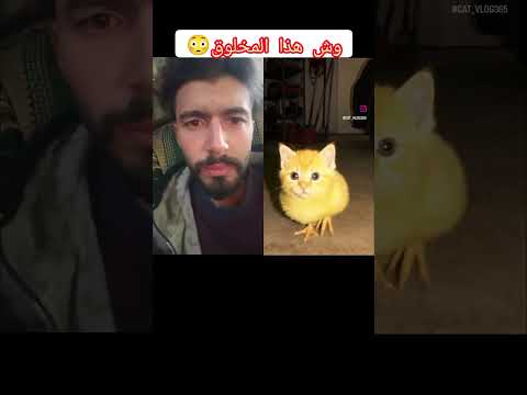 عطونا اسم لهذا الشي  دويتو     اكسبلور 