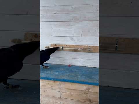 #aboutbirds #raven #crow #animal #???????? #?????????