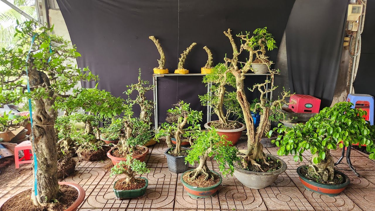 Bonsai Giá Rẽ Giao Lưu Ngày 22/11 Chiếu Thủy, Sơ Ri, Sam Trái, Me ...