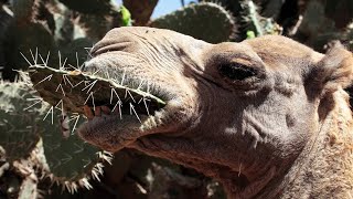 Unbelievable: How Camels Can Eat Cacti Full of Thorns!