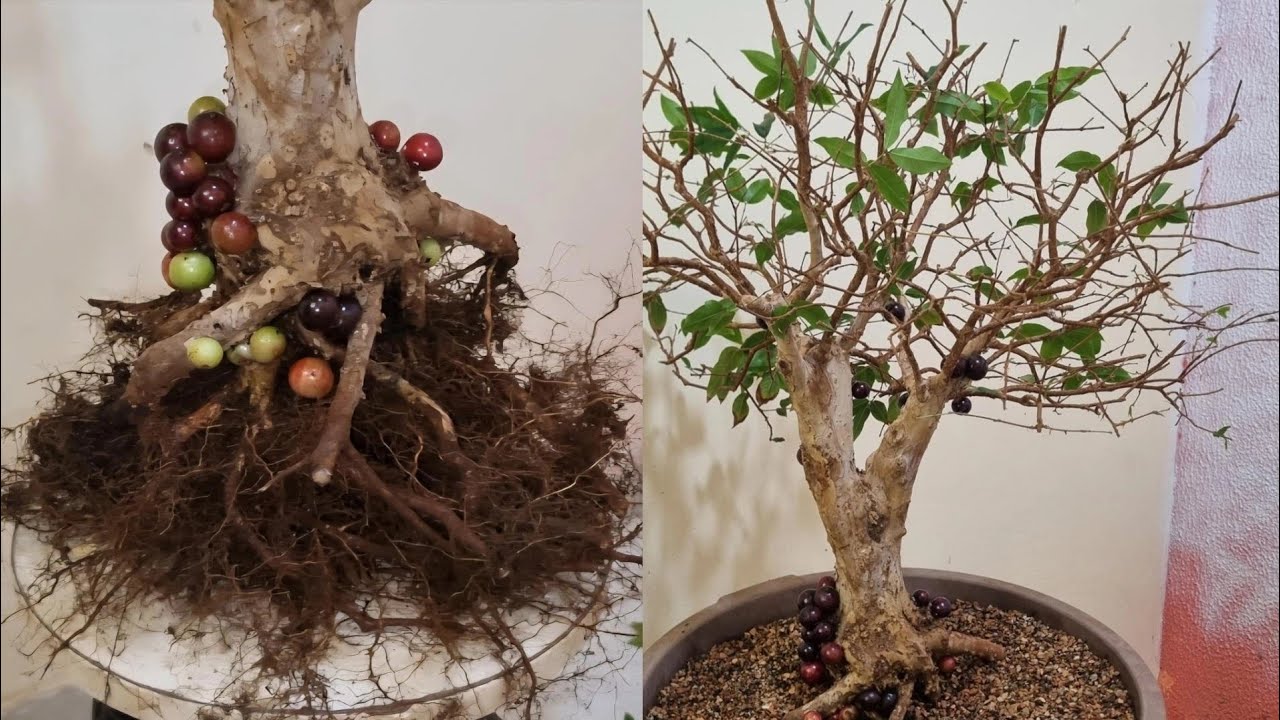 Será que ela SOBREVIVE? Transplantando Pré-Bonsai de Jabuticaba no VERÃO