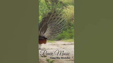 Thumbnail of Peacock with its tail feathers Dancing Happily | Peace Music - View The Wonder