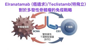 Elranatamab / Teclistamab 的抗骨髓瘤策略