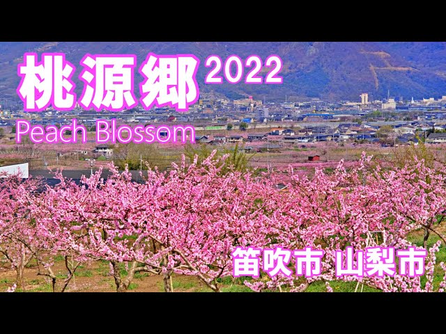 桃源郷 桃の花 2022 眺望スポット 山梨県 4K | Peach Blossom ｜fuji