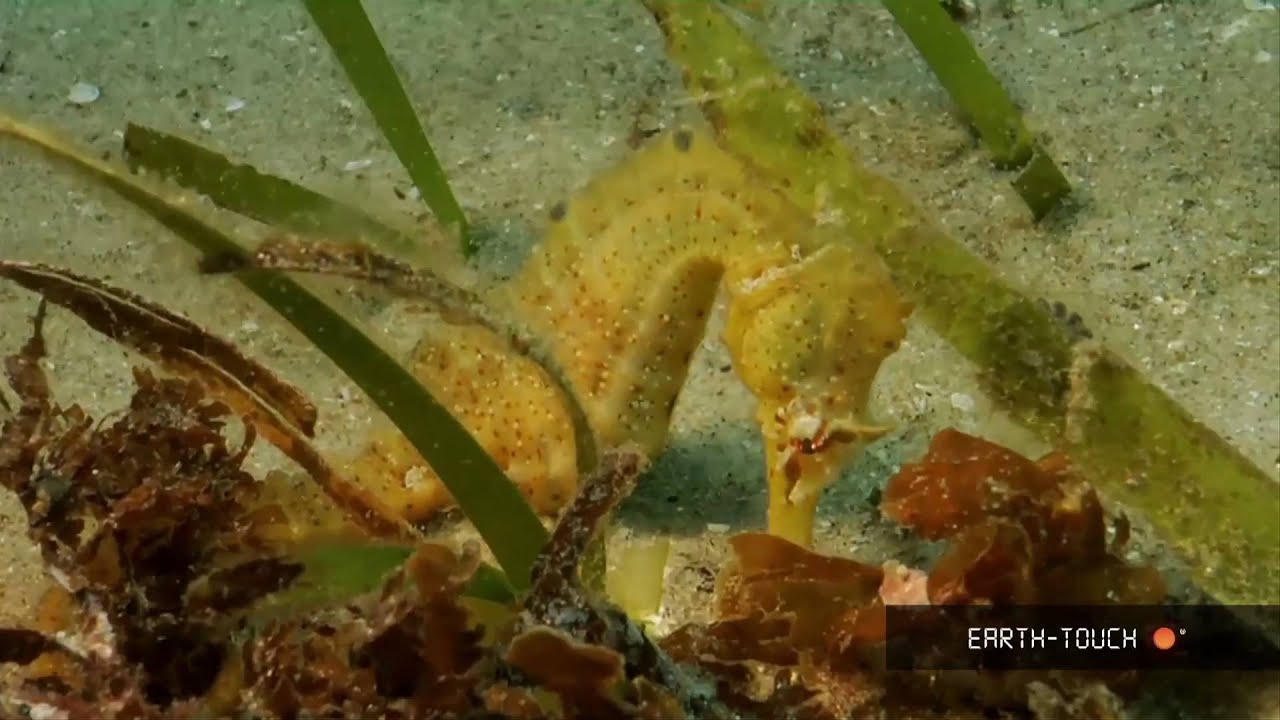 Shark breeding grounds & a seahorse on the hunt