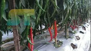 Cabe merah besar SUPER LEBAT,,,Setelah Masuk Usia 4 Bulan,