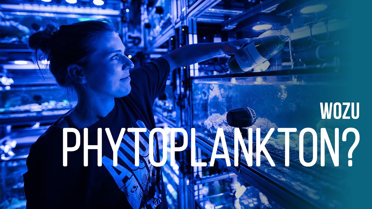 Phytoplankton zchten - Schritt-fr-Schritt Anleitung | so geht's!