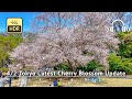 As of 4/2 - Tokyo Latest Cherry Blossom Update: Go to Shinjuku Gyoen NOW! [4K/HDR/Binaural]