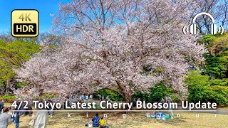 As of 4/2  Tokyo Latest Cherry Blossom Update: Go to Shinjuku Gyoen NOW! [4K/HDR/Binaural]