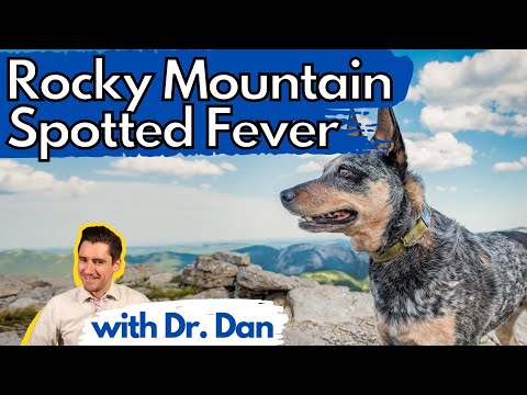 Video: Rocky Mountain Fever bij honden: oorzaken, symptomen en behandeling