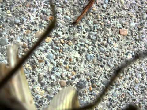 Praying Mantis Attack!
