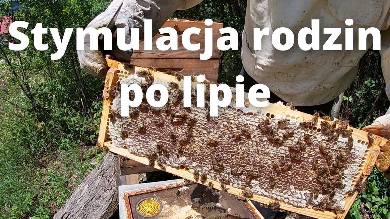 #104 Stymulacja rodzin pszczelich do czerwienia po lipie (15.07. + 01.08. + 07.08.2022)