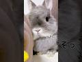 子ウサギとママうさぎの攻防戦 #shorts #うさぎ #rabbit