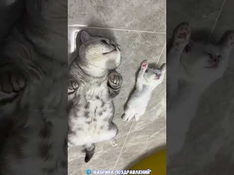 Посмотри и беззаботно живи!