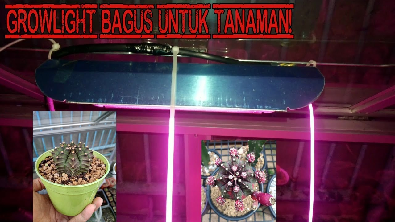 REVIEW LAMPU LED GROWLIGHT UNTUK TANAMAN YouTube