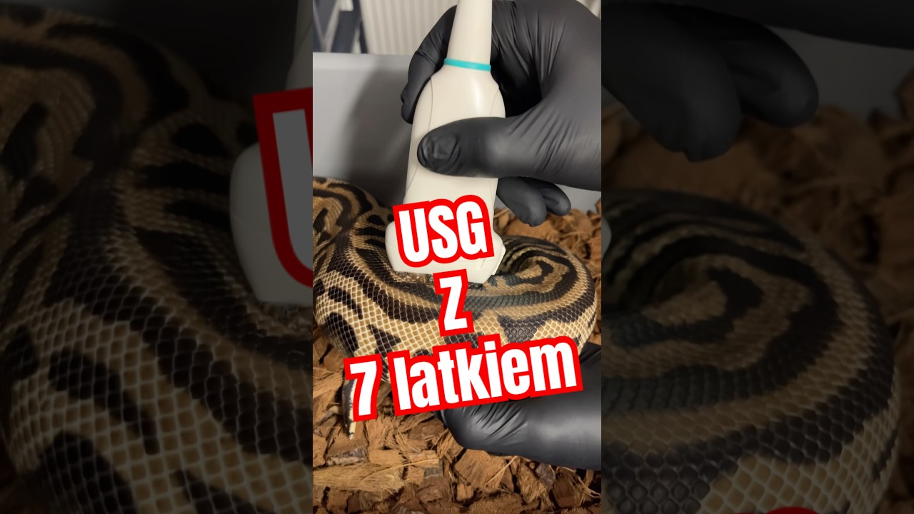 Dziś USG samic pytonów królewskich💪 #pythonregius #reptiles #ballpython #python #ultrasound #python