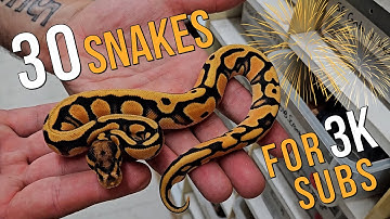 30 OF OUR CRAZIEST BALL PYTHONS TO CELEBRATE 3000 SUBS #ballpython