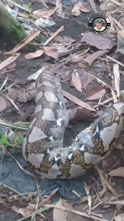 PENANGKAPAN PITON PEMANGSA ITIK Eps.2 ularpiton  #pemangsa #shortsviral #shot @godegbms
