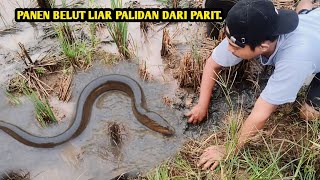 NGUKUY DI SAWAH YANG DEKAT PARIT TERNYATA BELUTNYA BANYAK.