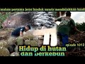 jerat landak nyaris membuahkan hasil rasa penasaran semakin besar warta petani muda hidup di hutan