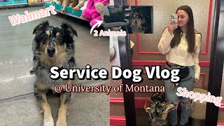 Service Dog Vlog @ University of Montana