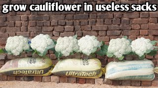 how to grow cauliflower in useless sacks at home