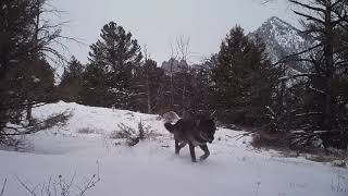 Trail Camera of Alpha female wolf greeting alpha male