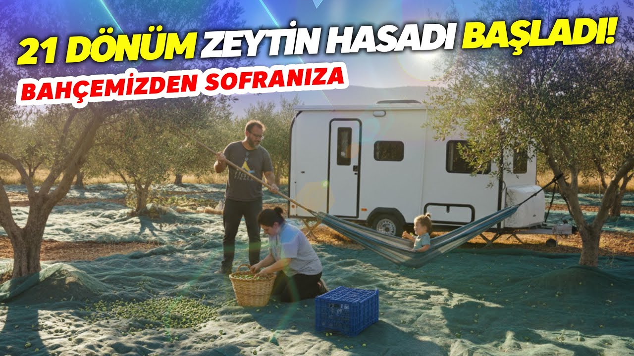 21 Dönümlük Bahçemizde Zeytin Hasadı Başladı! Erken Hasat Soğuk Sıkım Satışta