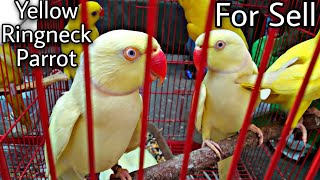 Yellow Ringneck Parrot।Sun conure Parakeet। Gouldian French। Pet for sell পাখি বিক্রি