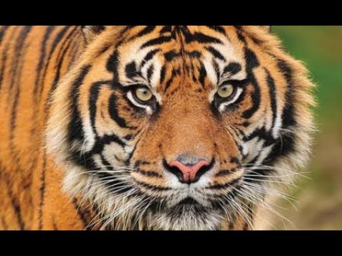 Top 25 - Características únicas dos tigres