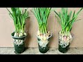 no need for a garden. how to grow garlic from Algae in the River