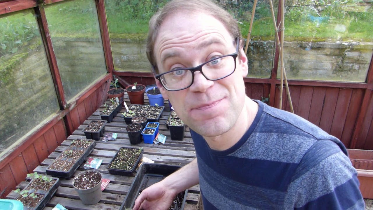 How to Prick Out Tomatoes