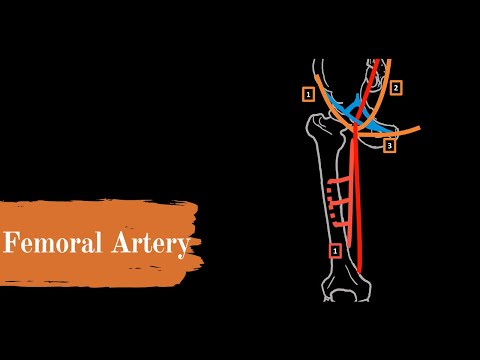 Video: Absteigender Ast Laterale Circumflex-Oberschenkelarterie - Körperkarten