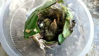 Download Lagu cara jitu meloloh anakan burung prinjak agar tidak mati MP3 Download Lagu cara jitu meloloh anakan burung prinjak agar tidak mati MP3