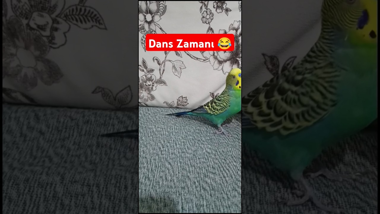 O zaman Dans 😂 #muhabbetkuşufıstık #birds #muhabbetkuslari #muhabbetkuşu #parrot #budgies #kuslar