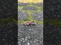 Stay silent, a millipede shows its gentle nature#shorts#centipede