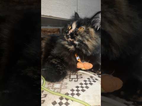 Pampered Masha ماشا المدللة Shortvideo Trending Fyp Funny Shorts Short Cute Youtubeshorts Cat Love