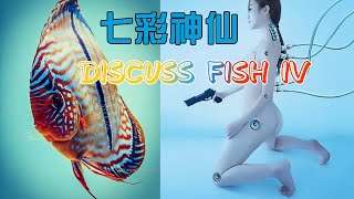 Discus Fish IV