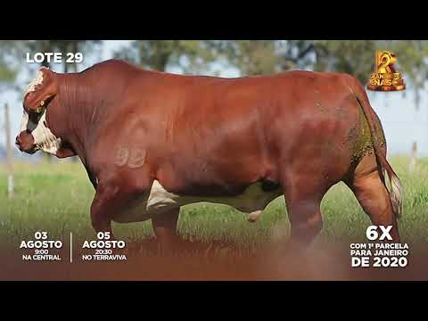 LOTE 29 COMANCHERO