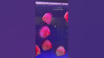 Chiêm Ngưỡng Vẻ Đẹp Tuyệt Mỹ Của Cá Dĩa – Vua Cá Cảnh Nước Ngọt! #cácảnh #cadiadep