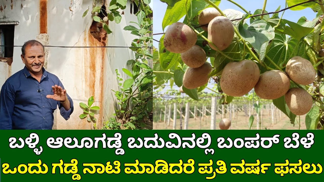 ಬಳ್ಳಿ ಆಲೂಗಡ್ಡೆ ಬದುವಿನಲ್ಲಿ ಬಂಪರ್ ಬೆಳೆ | balli alugadde | air pototo farming in kannada | gethi