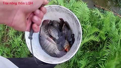 Kích cá rô phi khủng toàn cá to thôi các bác ạ