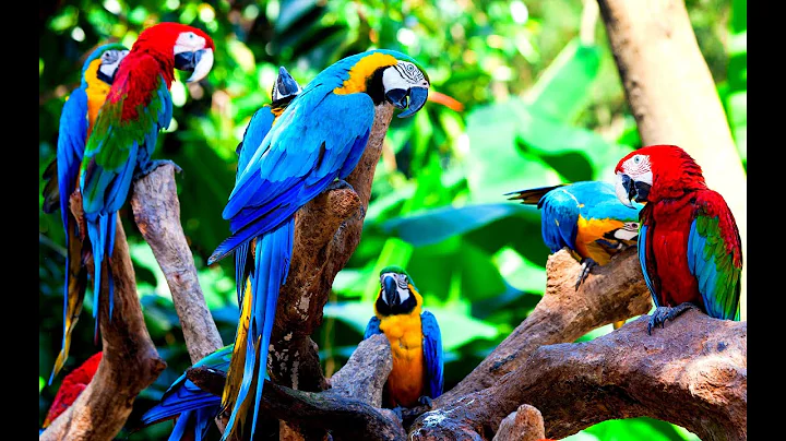 All Types of Macaw and Their Activity