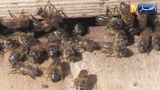 خنشلة: سليم.. قصة نجاح في تربية النحل وإنتاج العسل