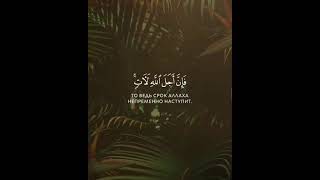 مَن كَانَ يَرْجُو لِقَاءَ اللَّهِ فَإِنَّ أَجَلَ اللَّهِ لَآتٍ ۚ وَهُوَ السَّمِيعُ الْعَلِيمُ