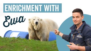 Enrichment with Ewa the Polar Bear  Jimmy's Farm