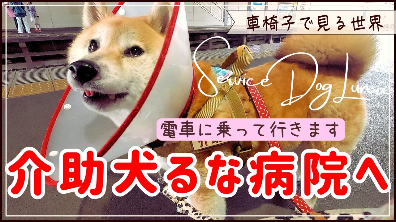 To the hospital] Wheelchair and Shiba Inu service dog Luna ride