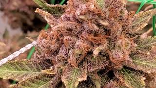 Pre Harvest Bud Inspection Slim600h - LM301H - Master Controller - Optic6Gen4